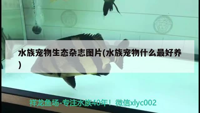 水族宠物生态杂志图片(水族宠物什么最好养) 2024第28届中国国际宠物水族展览会CIPS（长城宠物展2024 CIPS）