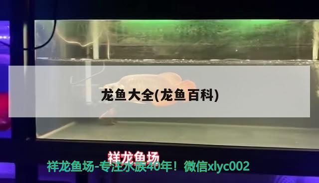 龙鱼大全(龙鱼百科) 2024第28届中国国际宠物水族展览会CIPS（长城宠物展2024 CIPS）