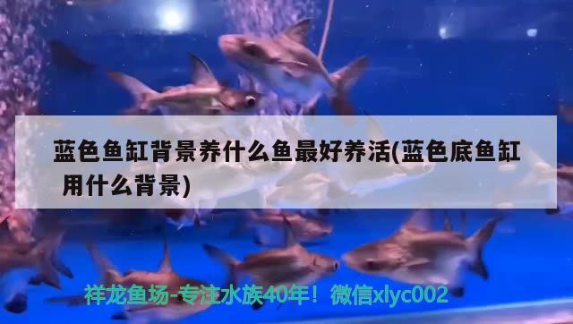 蓝色鱼缸背景养什么鱼最好养活(蓝色底鱼缸用什么背景) 广州水族器材滤材批发市场