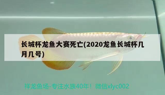 长城杯龙鱼大赛死亡(2020龙鱼长城杯几月几号) 2024第28届中国国际宠物水族展览会CIPS（长城宠物展2024 CIPS）