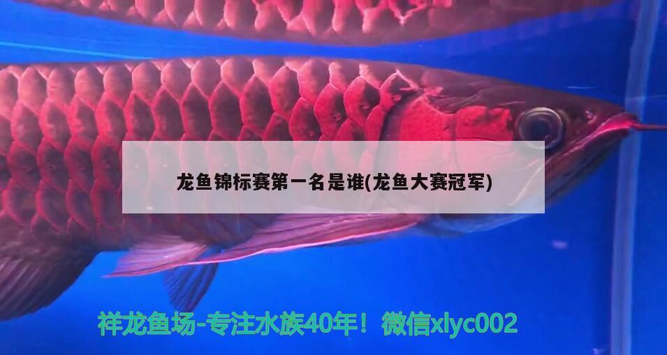 龙鱼锦标赛第一名是谁(龙鱼大赛冠军) 2024第28届中国国际宠物水族展览会CIPS（长城宠物展2024 CIPS）