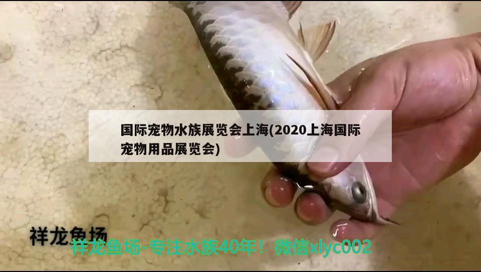 国际宠物水族展览会上海(2020上海国际宠物用品展览会)