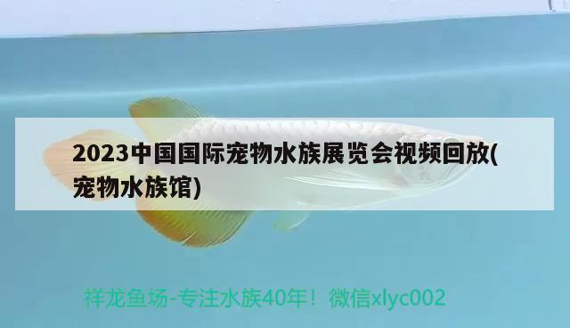 2023中国国际宠物水族展览会视频回放(宠物水族馆) 水族展会