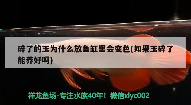 碎了的玉为什么放鱼缸里会变色(如果玉碎了能养好吗) 广州观赏鱼鱼苗批发市场