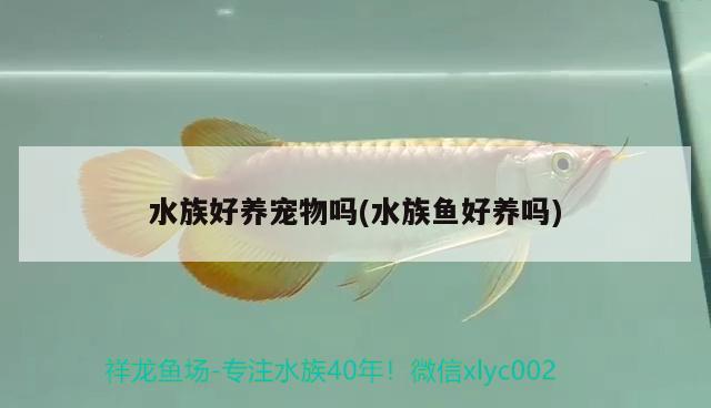 水族好养宠物吗(水族鱼好养吗) 2024第28届中国国际宠物水族展览会CIPS（长城宠物展2024 CIPS）