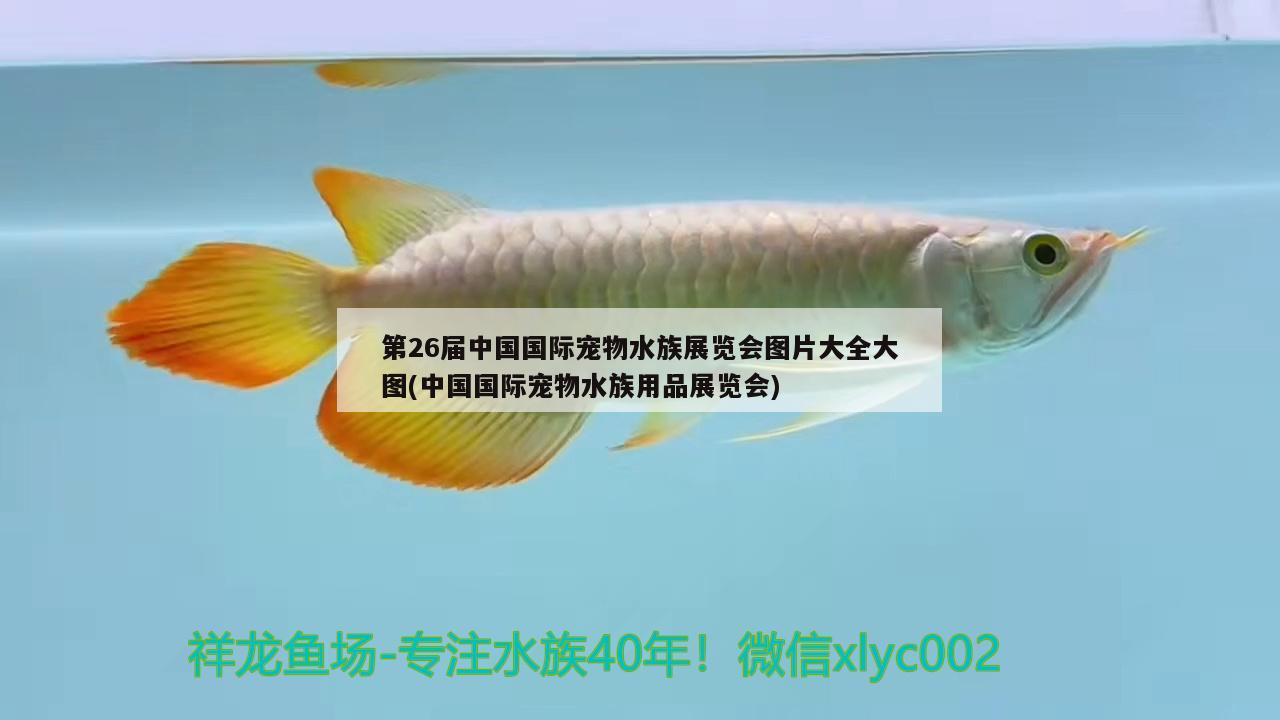 第26届中国国际宠物水族展览会图片大全大图(中国国际宠物水族用品展览会) 水族展会