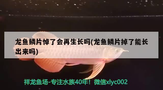 龙鱼鳞片悼了会再生长吗(龙鱼鳞片掉了能长出来吗) 2024第28届中国国际宠物水族展览会CIPS（长城宠物展2024 CIPS）