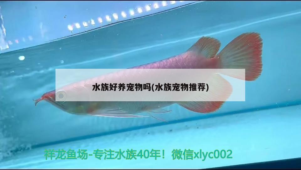 水族好养宠物吗(水族宠物推荐)