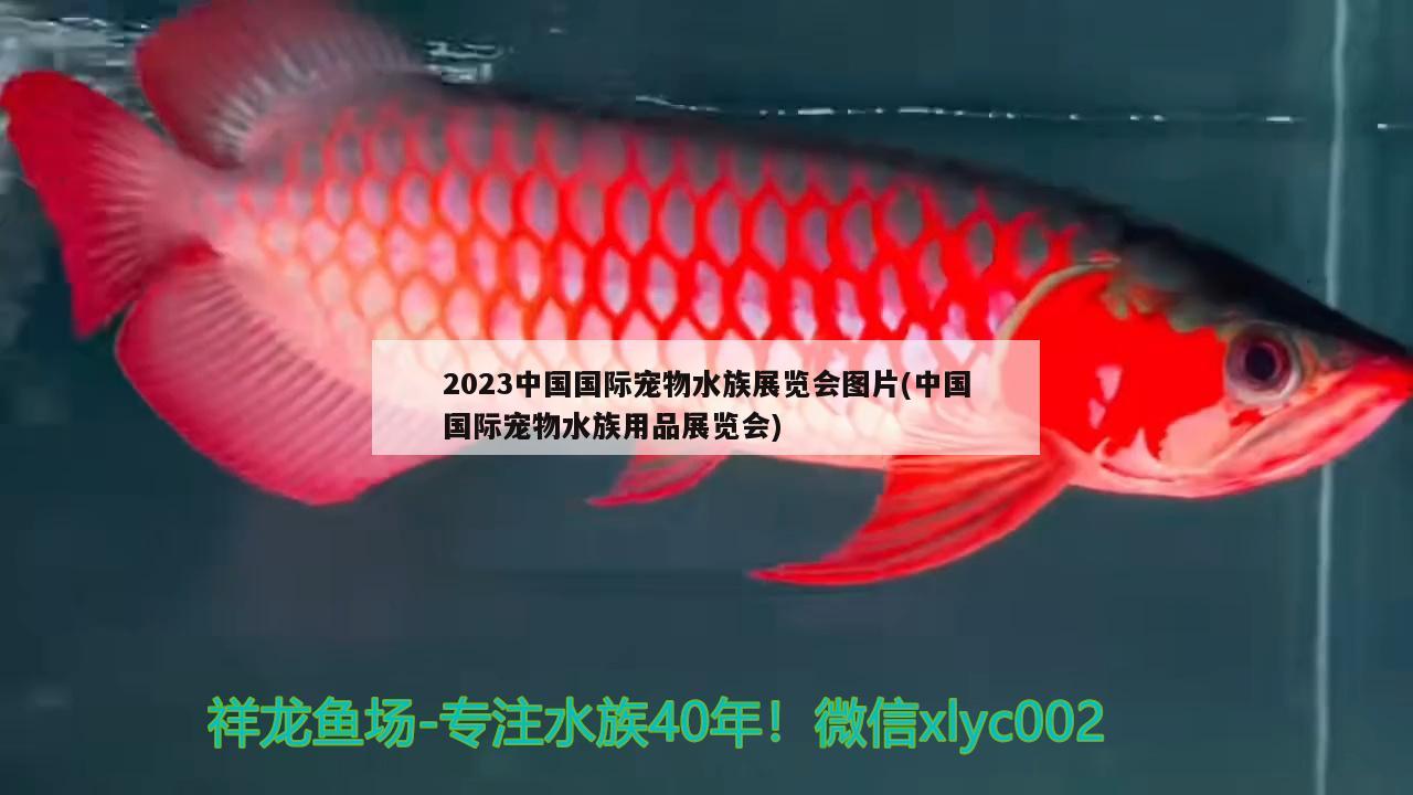 2023中国国际宠物水族展览会图片(中国国际宠物水族用品展览会) 水族展会