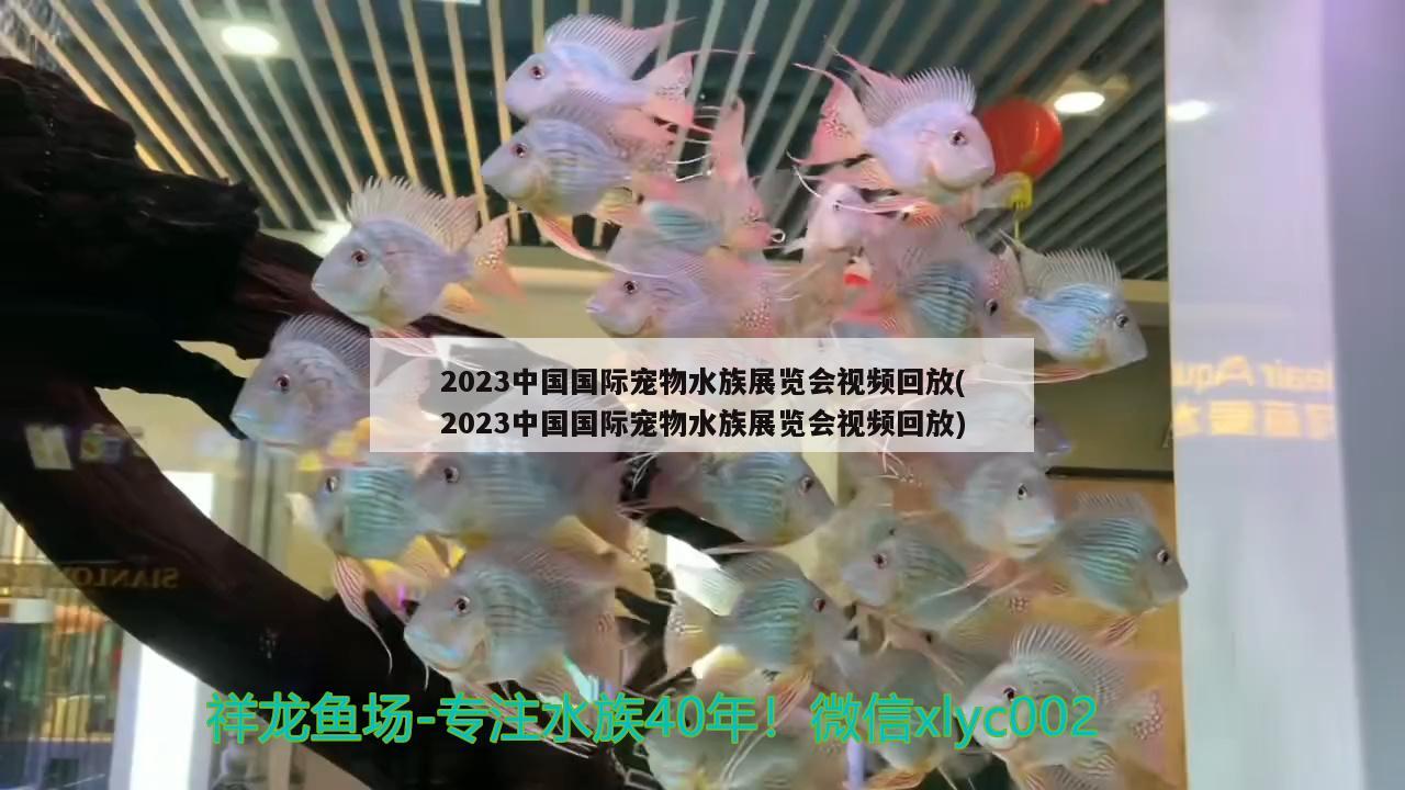 2023中国国际宠物水族展览会视频回放(2023中国国际宠物水族展览会视频回放) 水族展会 第3张