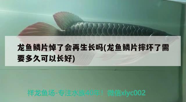 龙鱼鳞片悼了会再生长吗(龙鱼鳞片摔坏了需要多久可以长好) 2024第28届中国国际宠物水族展览会CIPS（长城宠物展2024 CIPS）