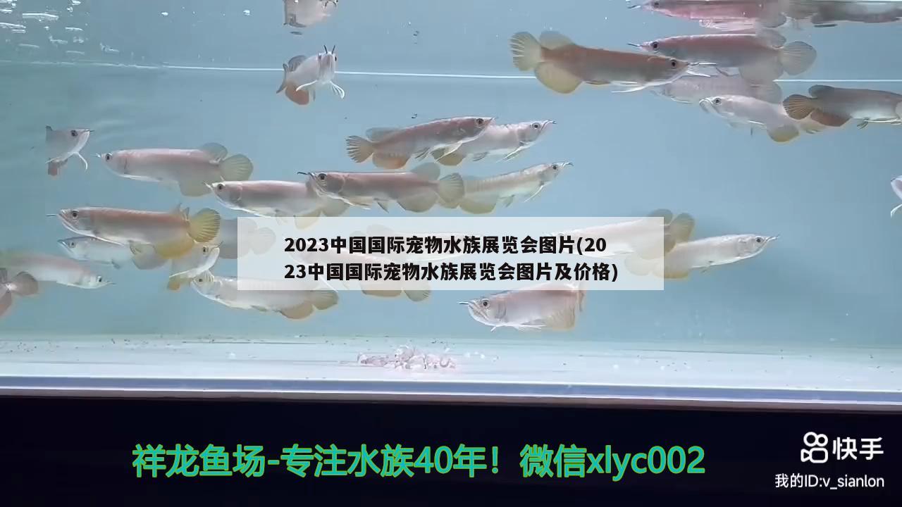 2023中国国际宠物水族展览会图片(2023中国国际宠物水族展览会图片及价格)