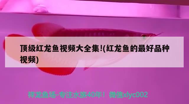 顶级红龙鱼视频大全集!(红龙鱼的最好品种视频) 2024第28届中国国际宠物水族展览会CIPS（长城宠物展2024 CIPS）