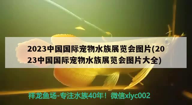 2023中国国际宠物水族展览会图片(2023中国国际宠物水族展览会图片大全)