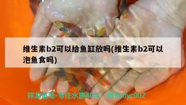 维生素b2可以给鱼缸放吗(维生素b2可以泡鱼食吗) 黄宽带蝴蝶鱼