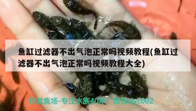 鱼缸过滤器不出气泡正常吗视频教程(鱼缸过滤器不出气泡正常吗视频教程大全) 水族杂谈