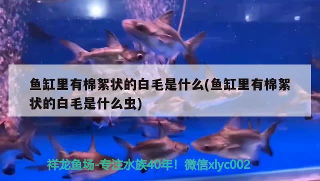 鱼缸里有棉絮状的白毛是什么(鱼缸里有棉絮状的白毛是什么虫) 刀鱼鱼