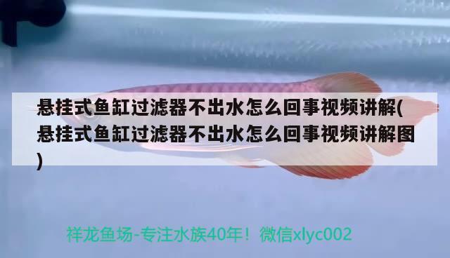 悬挂式鱼缸过滤器不出水怎么回事视频讲解(悬挂式鱼缸过滤器不出水怎么回事视频讲解图) 黑桃A鱼