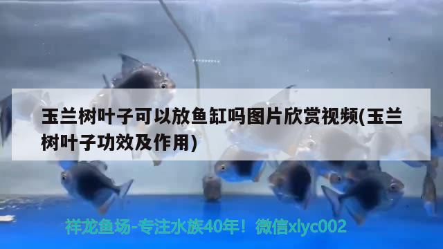 玉兰树叶子可以放鱼缸吗图片欣赏视频(玉兰树叶子功效及作用) 南美异型鱼 第2张