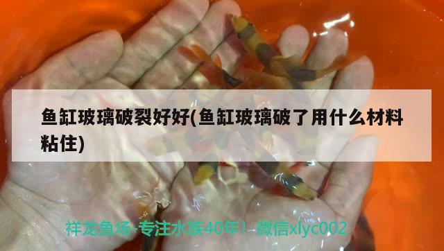 鱼缸玻璃破裂好好(鱼缸玻璃破了用什么材料粘住)