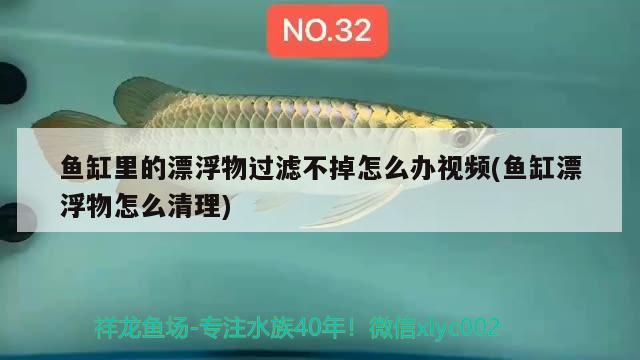 鱼缸里的漂浮物过滤不掉怎么办视频(鱼缸漂浮物怎么清理) 杰西卡恐龙鱼