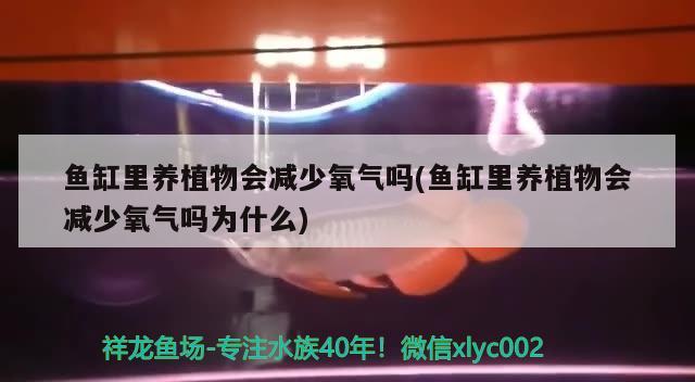 鱼缸里养植物会减少氧气吗(鱼缸里养植物会减少氧气吗为什么) 九鼎鱼缸