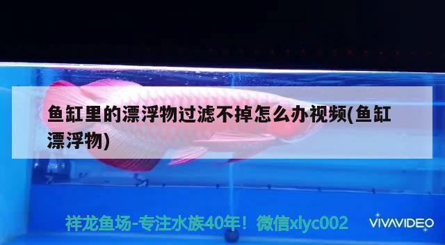 鱼缸里的漂浮物过滤不掉怎么办视频(鱼缸漂浮物) 广州祥龙国际水族贸易