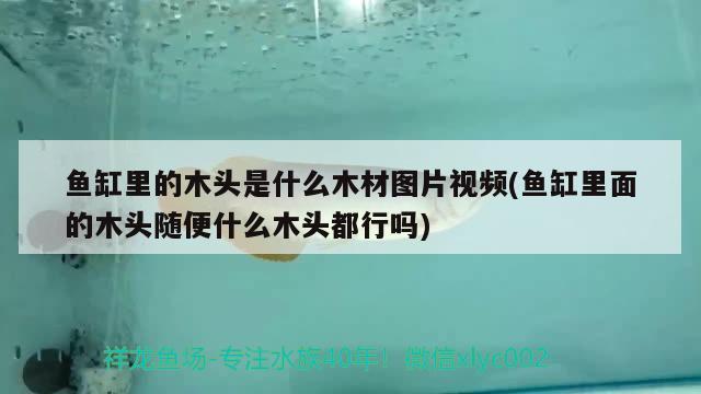 鱼缸里的木头是什么木材图片视频(鱼缸里面的木头随便什么木头都行吗)