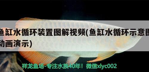 鱼缸水循环装置图解视频(鱼缸水循环示意图动画演示)