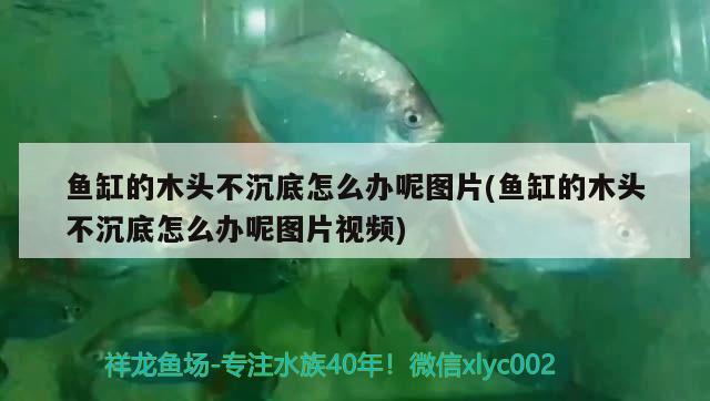 鱼缸的木头不沉底怎么办呢图片(鱼缸的木头不沉底怎么办呢图片视频)