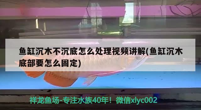 鱼缸沉木不沉底怎么处理视频讲解(鱼缸沉木底部要怎么固定)