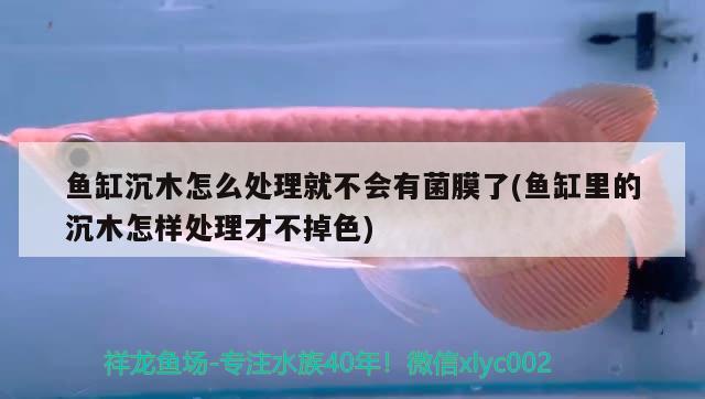 鱼缸沉木怎么处理就不会有菌膜了(鱼缸里的沉木怎样处理才不掉色)