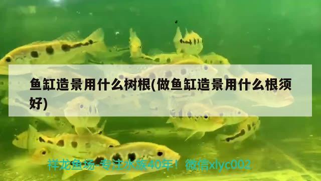 鱼缸造景用什么树根(做鱼缸造景用什么根须好) 海水鱼（海水鱼批发）