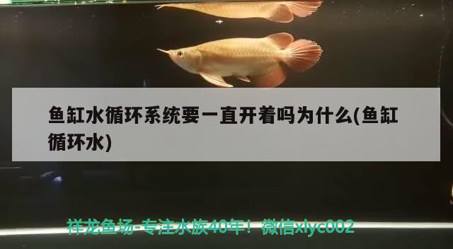 鱼缸水循环系统要一直开着吗为什么(鱼缸循环水)