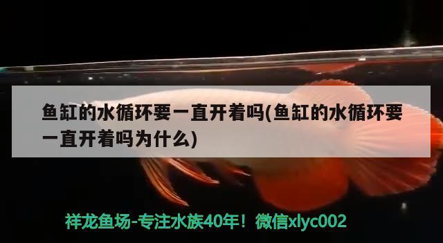 鱼缸的水循环要一直开着吗(鱼缸的水循环要一直开着吗为什么) 黄金达摩鱼