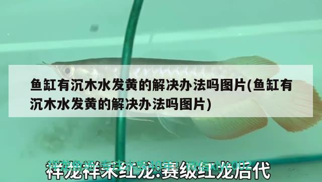 鱼缸有沉木水发黄的解决办法吗图片(鱼缸有沉木水发黄的解决办法吗图片) 龙鱼批发