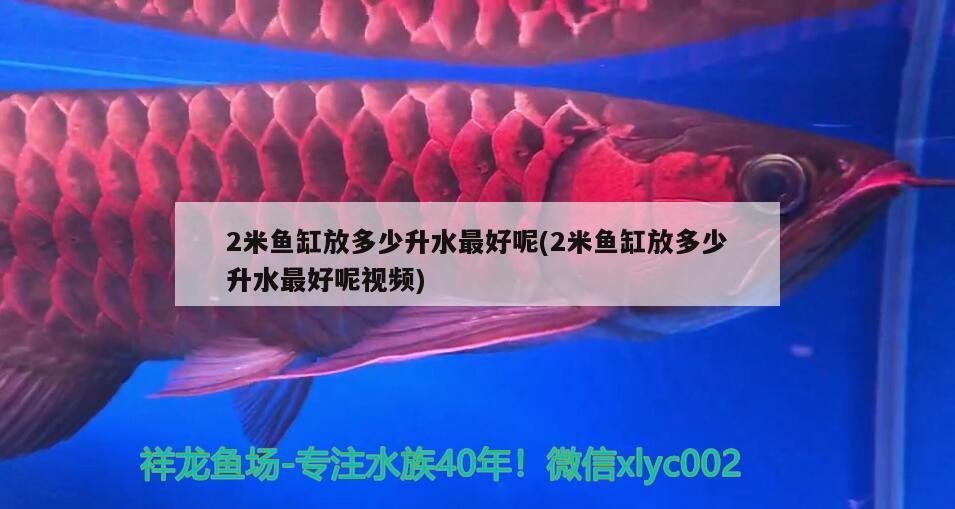 2米鱼缸放多少升水最好呢(2米鱼缸放多少升水最好呢视频) 新加坡号半红龙鱼（练手级红龙鱼）