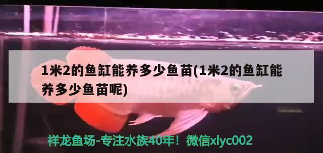 1米2的鱼缸能养多少鱼苗(1米2的鱼缸能养多少鱼苗呢) 虎鱼鱼苗