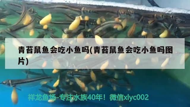 青苔鼠鱼会吃小鱼吗(青苔鼠鱼会吃小鱼吗图片) 观赏鱼