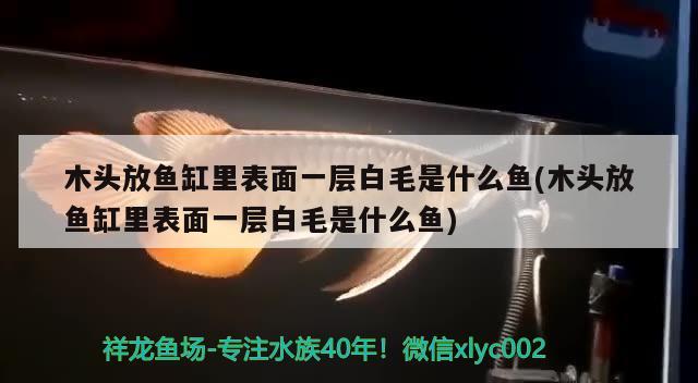 木头放鱼缸里表面一层白毛是什么鱼(木头放鱼缸里表面一层白毛是什么鱼) 可丽爱鱼缸