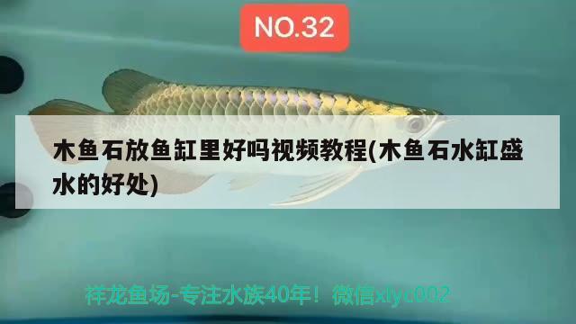 木鱼石放鱼缸里好吗视频教程(木鱼石水缸盛水的好处) 元宝凤凰鱼