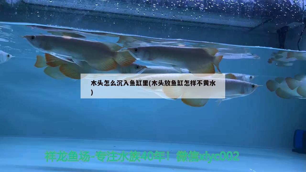 木头怎么沉入鱼缸里(木头放鱼缸怎样不黄水) 鱼缸/水族箱