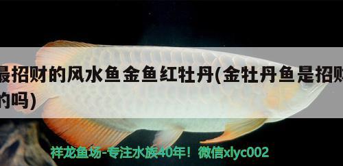 最招财的风水鱼金鱼红牡丹(金牡丹鱼是招财的吗) 鱼缸风水