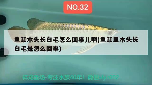 鱼缸木头长白毛怎么回事儿啊(鱼缸里木头长白毛是怎么回事) 福魟魟鱼