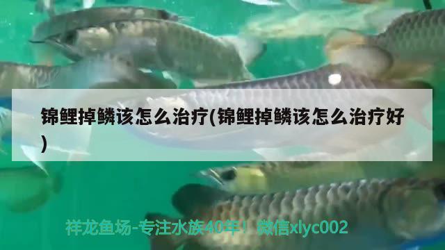 锦鲤掉鳞该怎么治疗(锦鲤掉鳞该怎么治疗好) 观赏鱼