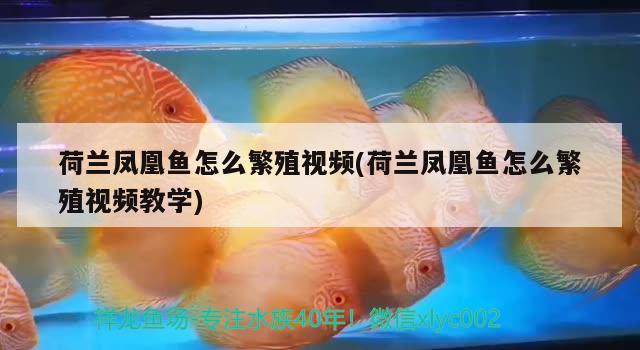 荷兰凤凰鱼怎么繁殖视频(荷兰凤凰鱼怎么繁殖视频教学) 观赏鱼