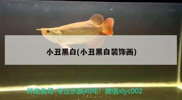 小丑黑白(小丑黑白装饰画) 观赏鱼 第2张