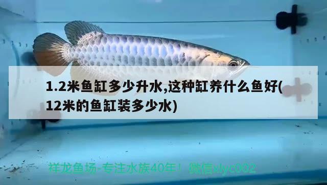 1.2米鱼缸多少升水,这种缸养什么鱼好(12米的鱼缸装多少水) 热带鱼鱼苗批发