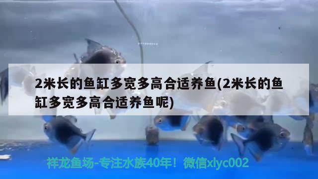 2米长的鱼缸多宽多高合适养鱼(2米长的鱼缸多宽多高合适养鱼呢) 水草