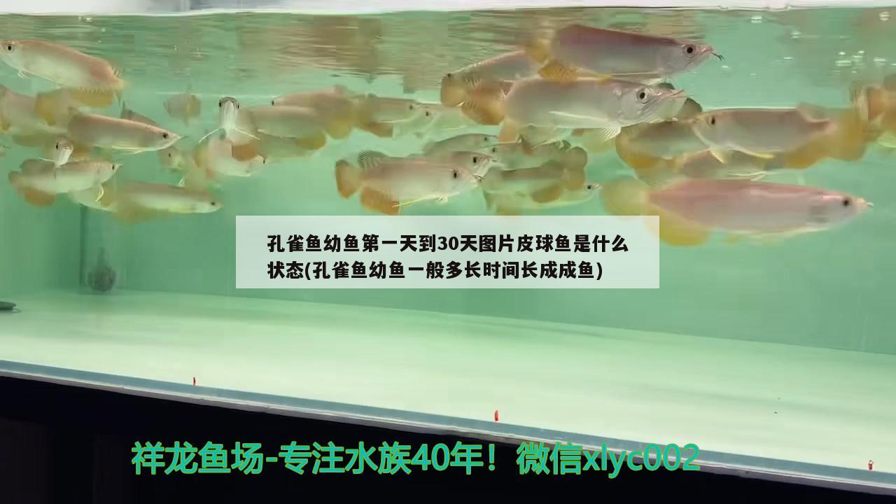 孔雀鱼幼鱼第一天到30天图片皮球鱼是什么状态(孔雀鱼幼鱼一般多长时间长成成鱼)